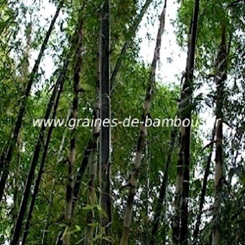 Bambou dendrocalamus cv grandis 50 graines de bambous fr