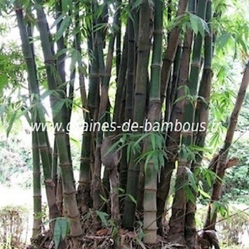 Bambou dendrocalamus giganteus 50 graines