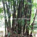 Bambou dendrocalamus giganteus