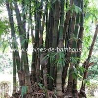 Bambou dendrocalamus giganteus