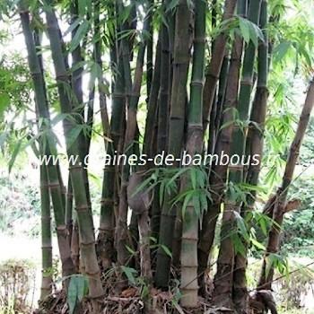 Bambou dendrocalamus giganteus