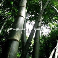 Bambou dendrocalamus latiflorus 20 graines