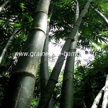 Bambou dendrocalamus latiflorus 50 graines