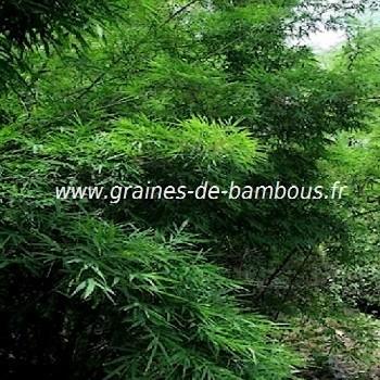 Bambou dendrocalamus membranaceus graines