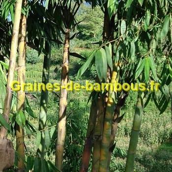 Bambou dendrocalamus peculiaris graines