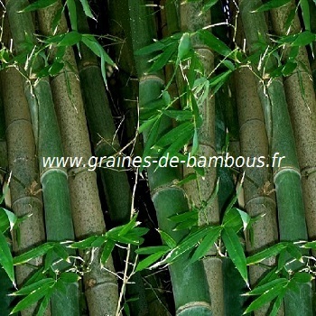 Bambou dendrocalamus strictus 100 graines