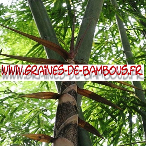 bambou-dendrocalamus-strictus-1000-graines-www-graines-de-bambous-fr.jpg