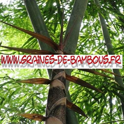 Bamboo Dendrocalamus Strictus 1000 seeds