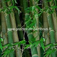 Bambou dendrocalamus strictus 30 graines
