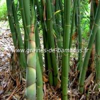 Bambou dendrocalamus yunnanenicus