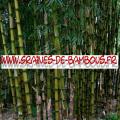 Bambous Chusquea Couleou 1000 graines