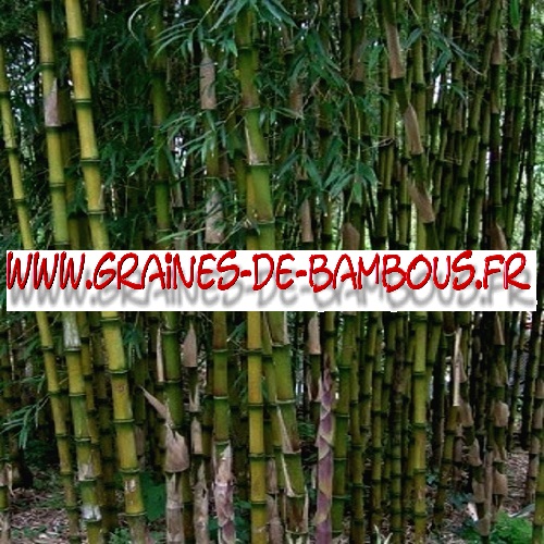 bambou-du-chili-chusquea-couleou-500-graines-www-graines-de-bambous-fr.jpg