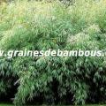 bambou-fargesia-fungosa-1.jpg