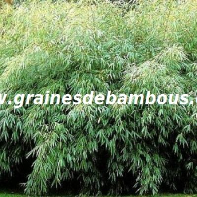 bambou-fargesia-fungosa-1.jpg