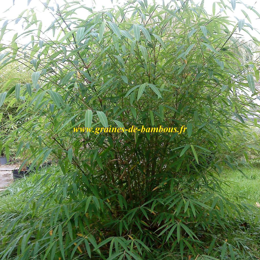 bambou-fargesia-gaolinensis-3-ans-www-graines-de-bambous-fr.jpg