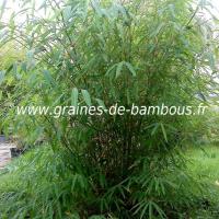 Bambou fargesia gaolinensis 3 ans