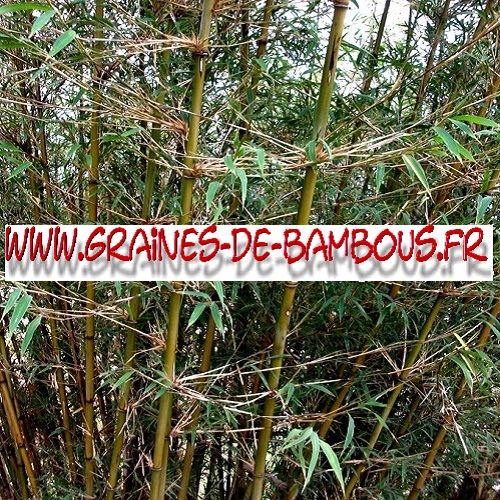 bambou-fargesia-gaolinensis-www-graines-de-bambous-fr.jpg