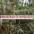 Bambous Fargésia sp.Gaolinensis 1000 graines