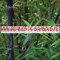 Bambous Fargésia sp.''Albocerea black'' 1000 graines
