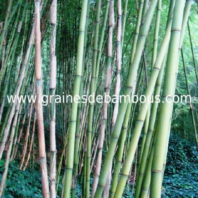 bambou-fargesia-papyrifera-3.jpg