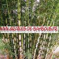 Bambous Fargésia sp.Yunnanensis 1000 graines