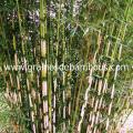 bambou-fargesia-yunnanensis-4.jpg