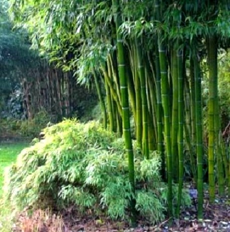bambou-geant-moso-phyllostachys-pubescens-4.jpg