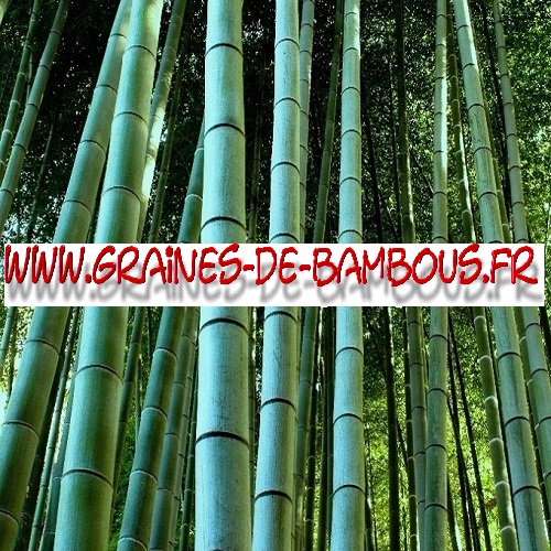 bambou-geant-moso-pubescens-1000-graines-www-graines-de-bambous-fr.jpg
