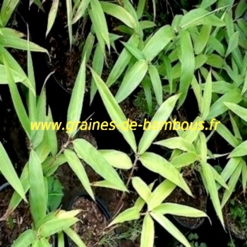 Bambou geant semis www graines de bambous fr