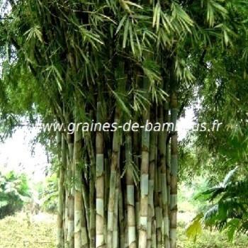 Bambou gigantochloa apus graines