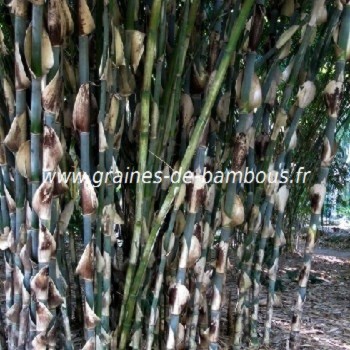 Bambou gigantochloa graines