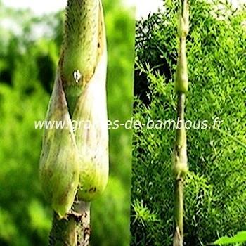 Bambou leptocanna chinensis
