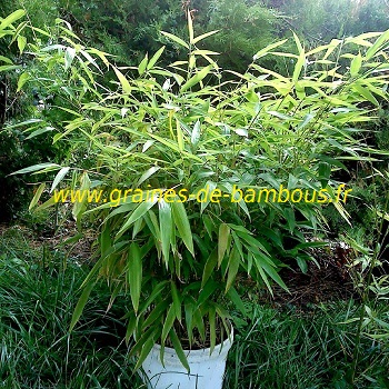 Bambou moso phyllostachys edulis