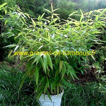 Bambou moso phyllostachys edulis