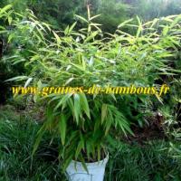 Bambou moso phyllostachys pubescens 25 litres