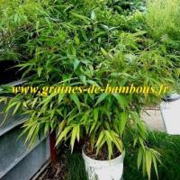 Bambou moso phyllostachys pubescens plant 25 litres