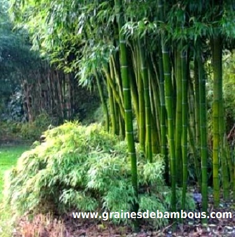 bambou-moso-phyllostachys-pubescens-site.jpg