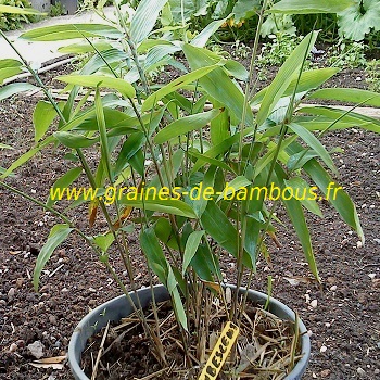 Bambou moso plant