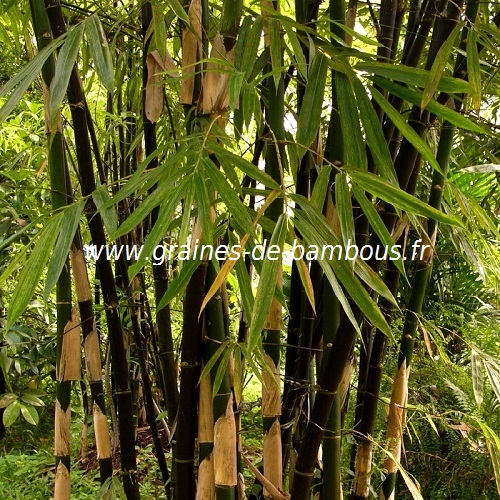 Graines de Bambusa arundinacea - Bambou géant - Boutique Végétale