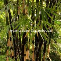 Bambou noir phyllostachys nigra