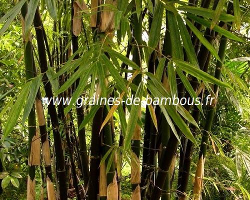 Bambou noir phyllostachys nigra