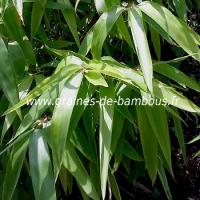 bambou-oxytenanthera-abyssinica-ou-bambusa-abyssinica-www-graines-de-bambous-fr.jpg