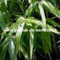 bambou-oxytenanthera-abyssinica-www-graines-de-bambous-fr-2.jpg
