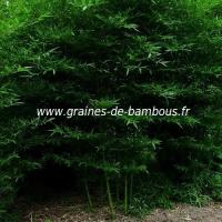 Bambou ph sulphurea v 