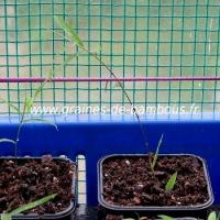 Bambou phyllostachys heteroclada semis