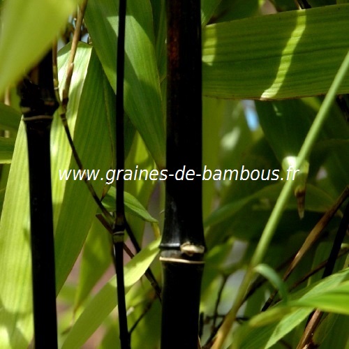 Bambou phyllostachys nigra