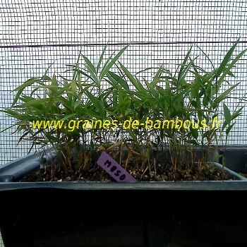 Bambou phyllostachys pubescens moso