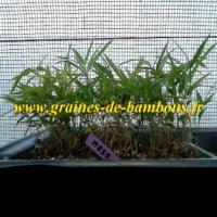 Bambou phyllostachys pubescens moso semis en serre
