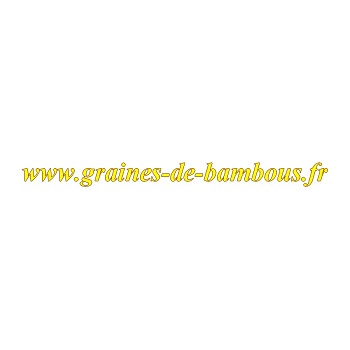Bambou phyllostachys pubescens moso