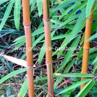 Bambou phyllostachys spectabilis graines de bambous fr